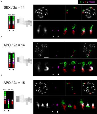 Evolution of an Apomixis-Specific Allele Class in Supernumerary Chromatin of Apomictic Boechera